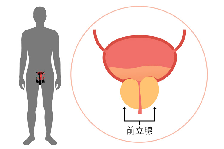 前立腺のイラスト